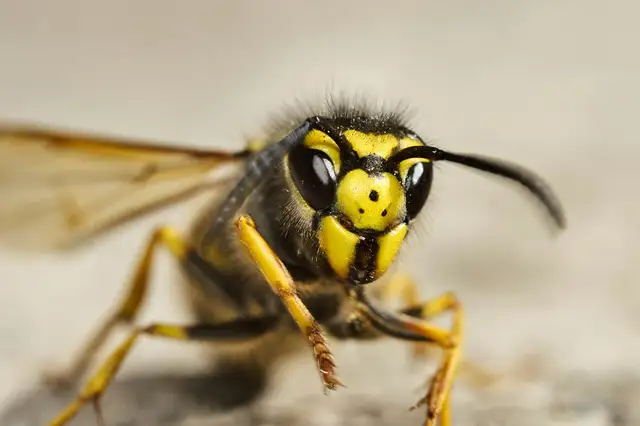 Wesp in close-up