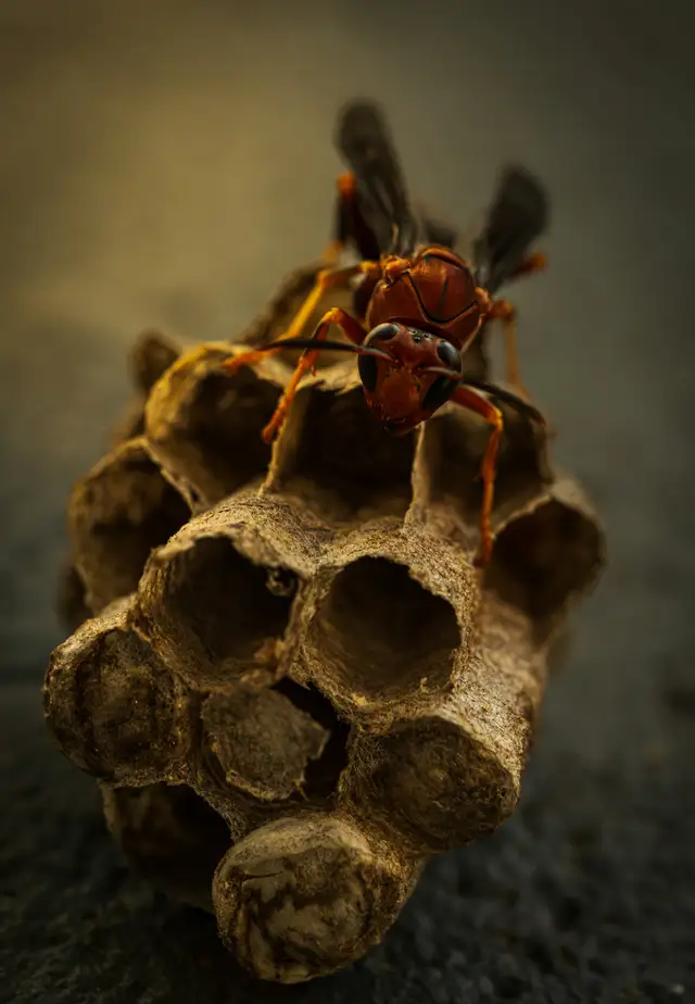 Wesp op zijn papieren nest, van dichtbij
